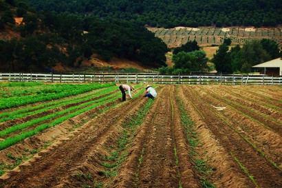 Farm workers in California - Photo: leadenhall/flickr