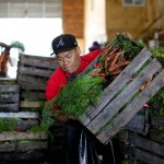 Immigrant Farmworkers, a Hidden Part of NY'S Local Food Movement
