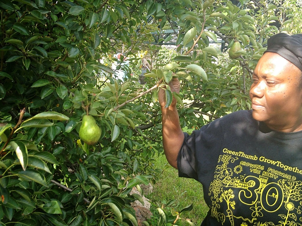 Brenda Thompson Duchene, an Aruba native, manages 3 community gardens in Brownsville, Brooklyn. Photo by Manolia Charlotin